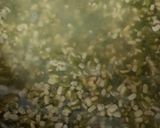 A picture of step 1 of Split moong dal chilla.