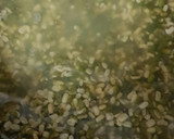 A picture of step 1 of Split moong dal chilla.