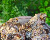Foto del paso 3 de la receta: Arañitas a la parrilla