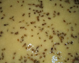 Foto del paso 1 de la receta: Galletas