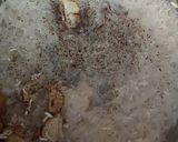 Foto del paso 2 de la receta Arroz blanco al ajo y laurel