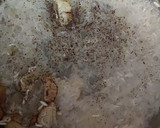 Foto del paso 2 de la receta: Arroz blanco al ajo y laurel
