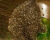 A picture of step 6 of Quinoa Pasta.