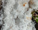 Foto langkah ke 5 dari resep Bumbu Urap kelapa (Tumis).