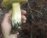 Foto del paso 2 de la receta: Tallarines con setas al ajillo