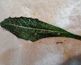 Foto del passaggio 1 della ricetta Risotto al cavolo nero dalle tre consistenze