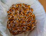 A picture of step 6 of Sprouted Chickpeas.