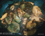 Foto del paso 6 de la receta: Calamarcitos con cebolla caramelizada 🧅 y alcachofas confitadas