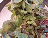 A picture of step 1 of Amaranth leaves curry.