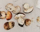 Foto del paso 1 de la receta: Solomillo de Ternera con Ceps, Mousse de Pato y Cebolla caramelizada