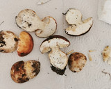 Foto del paso 1 de la receta: Solomillo de Ternera con Ceps, Mousse de Pato y Cebolla caramelizada