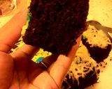 Foto langkah ke 5 dari resep Brownis kukus maezena tabur keju.