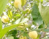 Foto del passaggio 2 della ricetta Limpido limoncello al sapore di Puglia, stile "Ferragni" 🍋🍋🍋