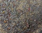 Foto del paso 10 de la receta: Arroz negro 🦑 con mayonesa de ajo🧄!