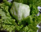Foto del paso 1 de la receta: Tortilla de lechuga!