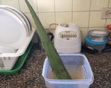 Foto del paso 1 de la receta: Cubitos de Aloe Vera para agua y jugos