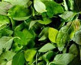 A picture of step 1 of Green Amaranth Mix Vegetable Sabzi.