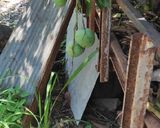 รูปขั้นตอนการทำที่ 9 ของ น้ำพริกอ่อง (สูตรไม่ใส่พริกน้ำเงี้ยว)