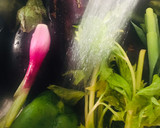 Foto del paso 1 de la receta: ⭐️BUDÍN DE BERENJENAS🍆 O ⭐️PAN DE BERENJENAS🍆 (sin harinas totalmente de vegetales)🍆🥕🫑🍆🌶🧅🥕