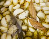 A picture of step 3 of GARLIC 🧄 CONFIT.