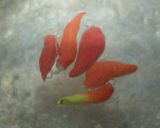 Foto langkah ke 9 dari resep Soto bening 'shirataki'.