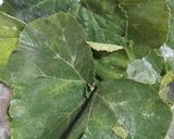 A picture of step 1 of Pumpkin Leaves Fritters.