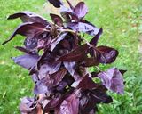 Une image de l'étape 1 de Pesto de basilic (pourpre) recette facile.