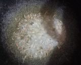 A picture of step 1 of Gugni with kala chana.