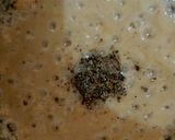 A picture of step 5 of Kheer'r Patishapta pithe (a traditional Bengali sweet delicacy).