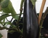Foto del paso 1 de la receta: Receta de tupper: ⏱Berenjenas al horno🍆
