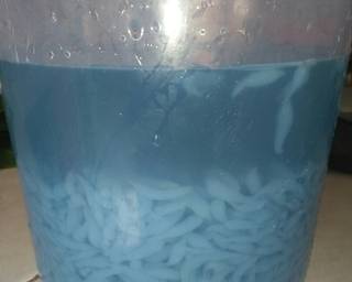 Cendol Bluepea(Bunga Telang) - Step 5