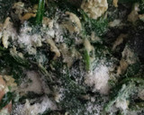 Foto del paso 3 de la receta: Revuelto de espinacas con queso