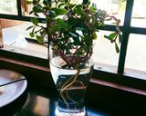 A picture of step 1 of Luni bhaji salad..!!!!(purslane).