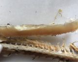 Foto del paso 2 de la receta: Capellán (abadejo) en conserva de aceite
