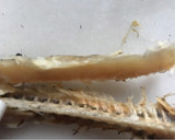 Foto del paso 2 de la receta: Capellán (abadejo) en conserva de aceite