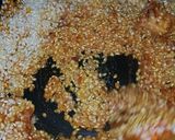 Foto del paso 5 de la receta Arroz con pulpo