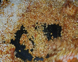 Foto del paso 5 de la receta: Arroz con pulpo