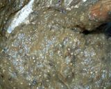 Egg plant swallowmatakin girki4 hoto