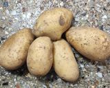 Foto del paso 1 de la receta: 🥔🌾 Ñoquis livianos de papa con semolín 🌾🥔