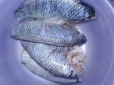 Ikan Mujair Praktis