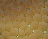 Foto del paso 7 de la receta: Galletitas de leche y chocolate