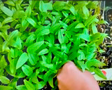 மைக்ரோ கிரீன் ரெசிபி: பச்சைப்பயிறு கீரை முட்டை பொரியல் (Micro green recipe in tamil) ரெசிபி ஸ்டேப் 1 புகைப்படம்