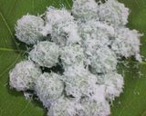 Foto langkah ke 7 dari resep Klepon Isi Kurma.