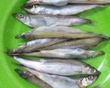 Foto langkah ke 1 dari resep Ikan Telur / Capelin / Shisamo Goreng.