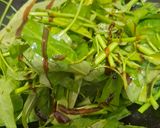 Foto langkah ke 2 dari resep Tumis Kangkung saus tiram ala resto.