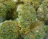 Foto del paso 1 de la receta: Brócoli al microondas