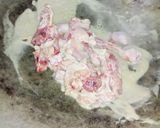 Foto langkah ke 3 dari resep Sup Sawi Putih Tahu Putih.