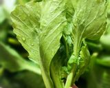 Hình bước làm 1 của món Mầm bắp cải Sapa xào mực
