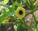 Foto del paso 9 de la receta: Tacos de ternera en salsa al Martini con okras