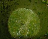 A picture of step 2 of #Win,#Week8, Palak Tamatar Millet and wheatParatha.